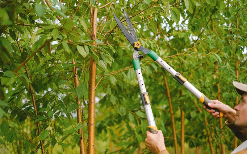 Tree trimming in Birchwood, TN