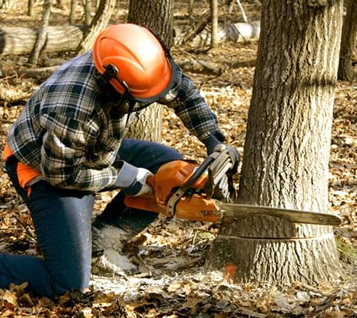 Tree Removal in Birchwood, TN